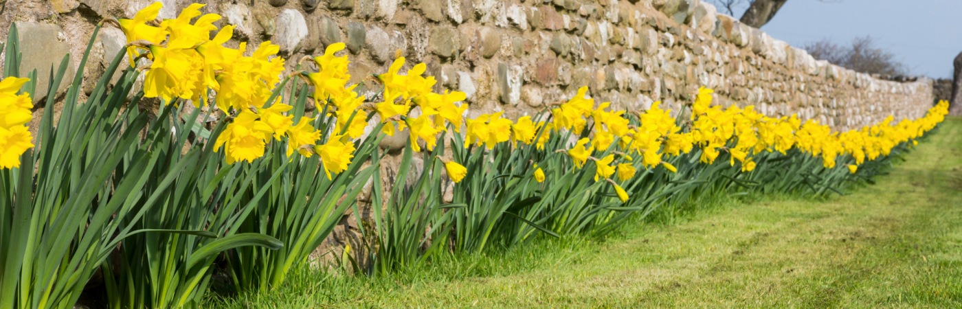 Daffodils